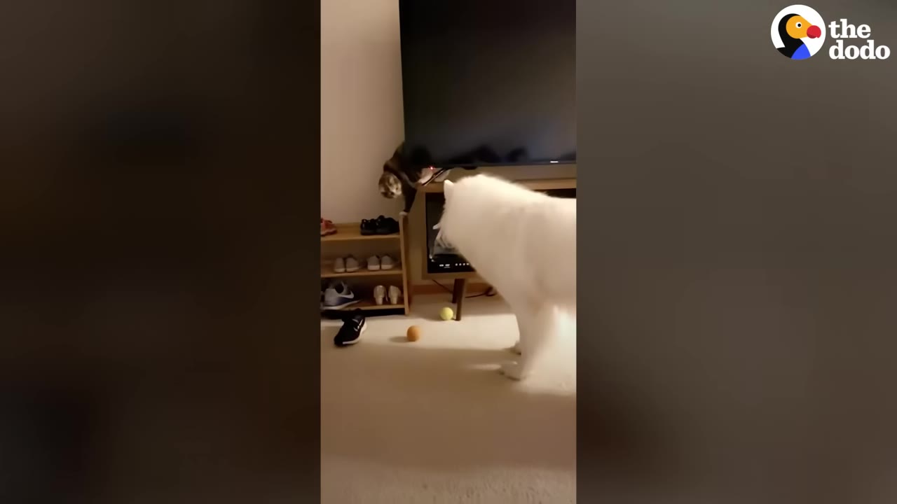 A fluffy white dog stands in a living room looking up at a calico cat perched on a shoe rack next to a television.