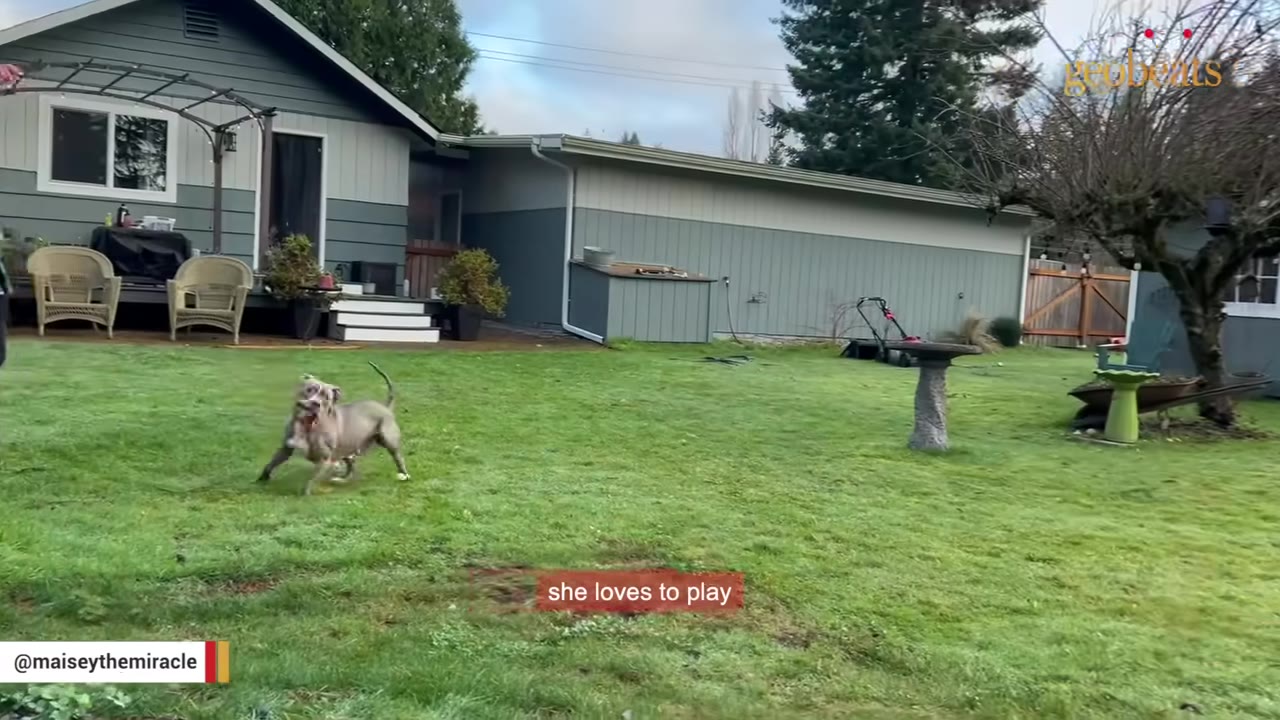 A grey dog runs happily across a spacious green grassy backyard in front of a comfortable-looking house with a patio.