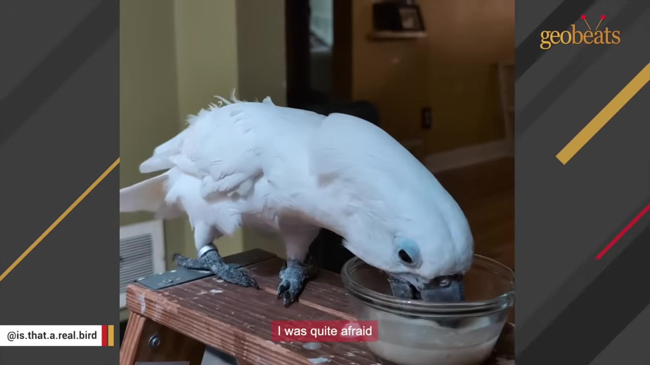 A white cockatoo stands on a wooden step stool, leaning down to eat or drink from a small glass bowl, with a subtitle reading 'I was quite afraid'.
