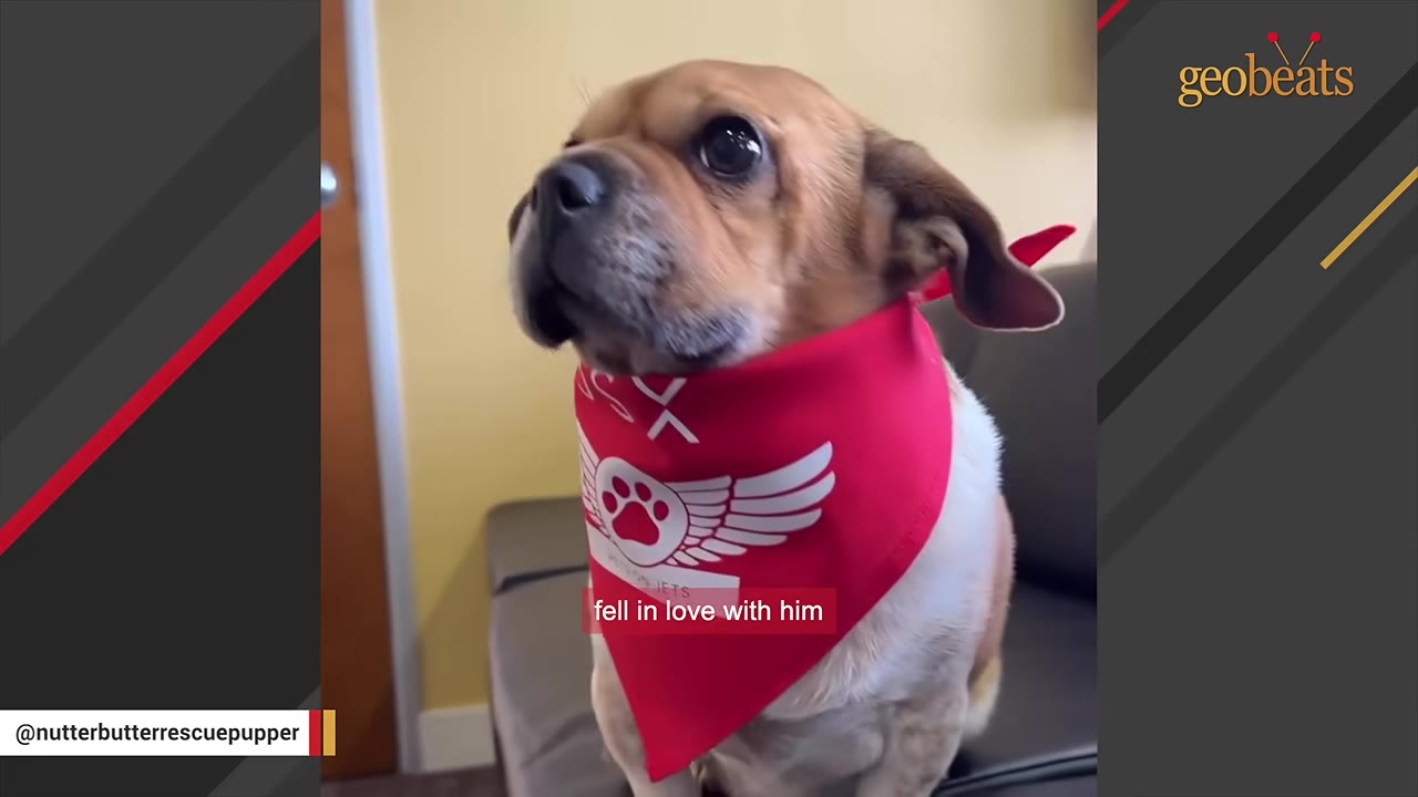 A small brown and white dog wearing a red bandana with a paw print logo looks up gently.