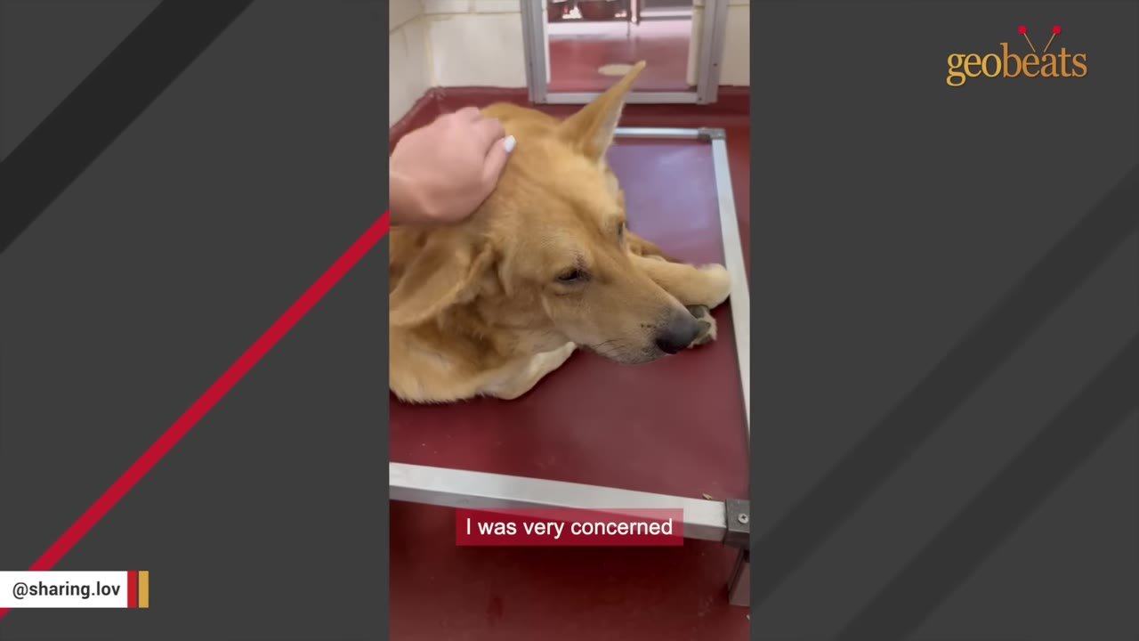 A close-up shot of a tan dog lying down on a red surface in a kennel, looking sad and unresponsive as a person's hand gently pets its head.