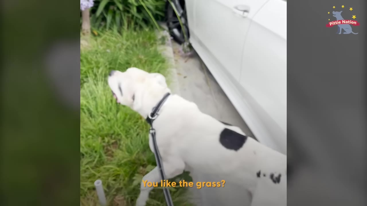 A white dog with black spots on a leash steps onto a patch of green grass next to a white car.