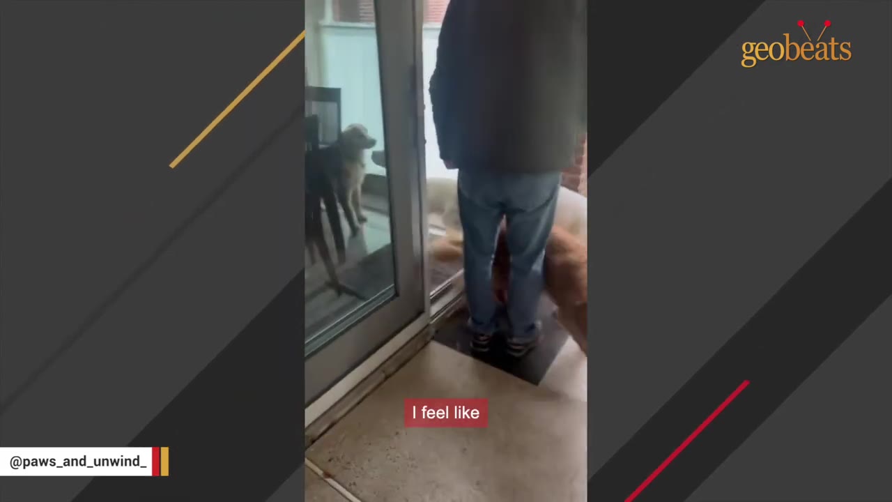 A person stands near a sliding glass door while a golden dog lies on its back with its legs up on the patio.