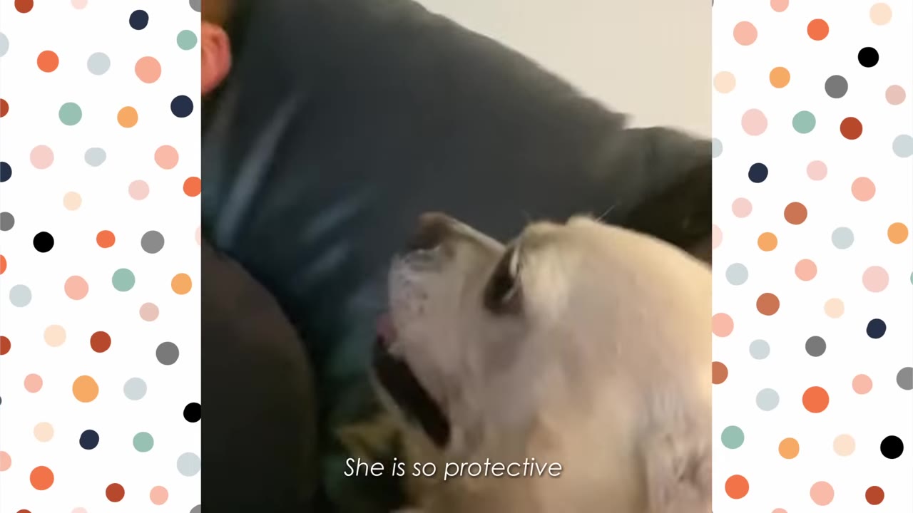 A close-up of a light-colored dog looking up protectively with its mouth slightly open, next to a person.