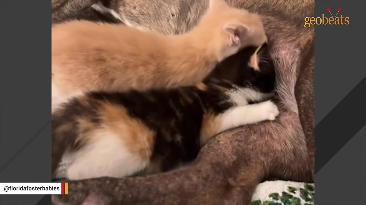 A close-up shot of an orange kitten and a calico kitten snuggling and trying to nurse against the belly of a brindle dog.