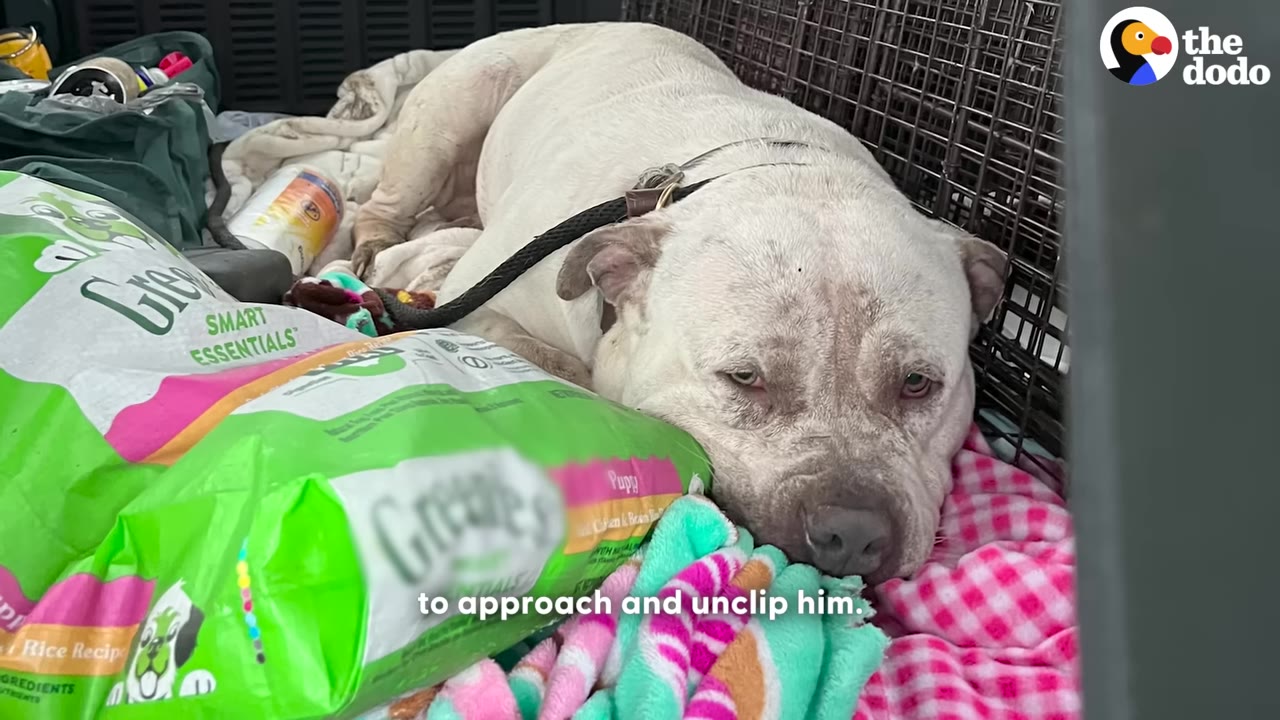 A white dog lies calmly on blankets in the back of a vehicle next to bags of dog food, with a leash attached to its collar.
