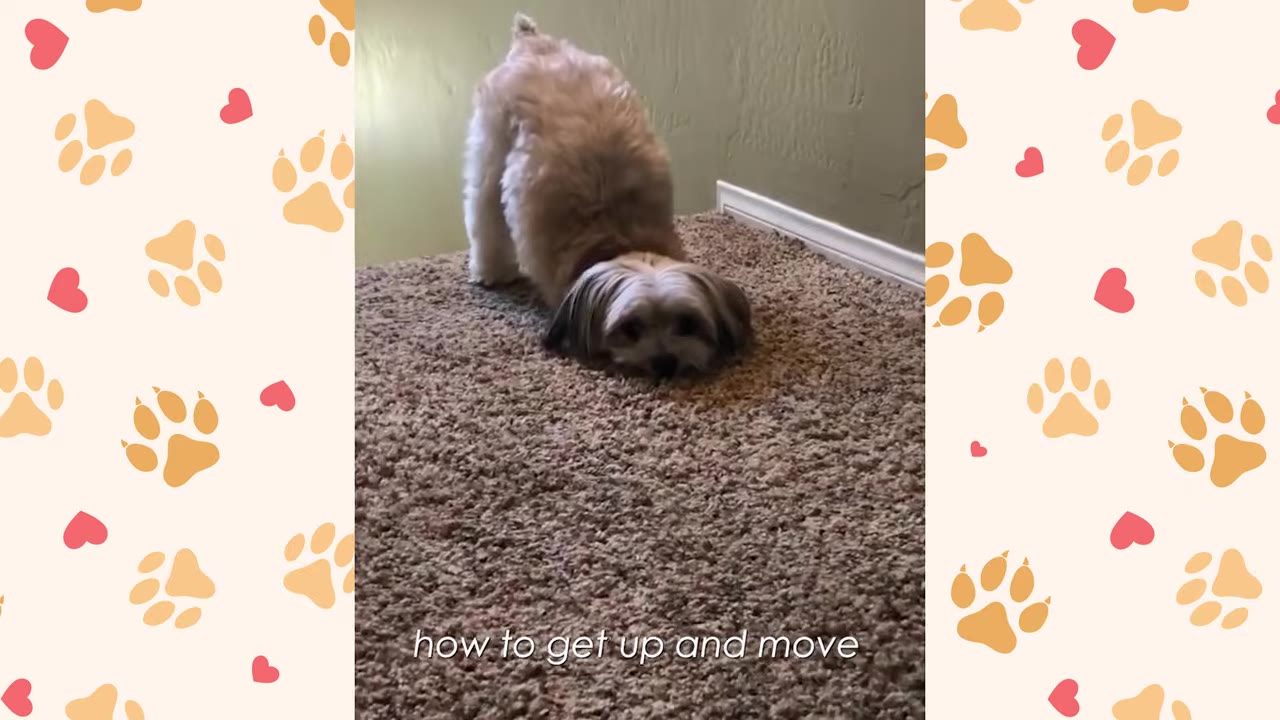 A small, fluffy dog with its front paws and head resting on a brown carpet while its hindquarters are raised, attempting to stand up.