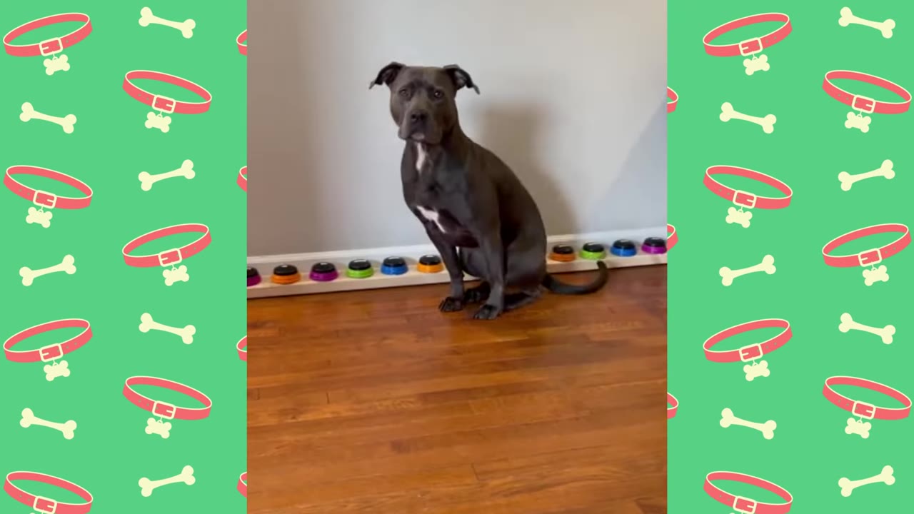 A grey pit bull mix sits on a wooden floor next to a row of colorful recordable buttons lined up against a wall.