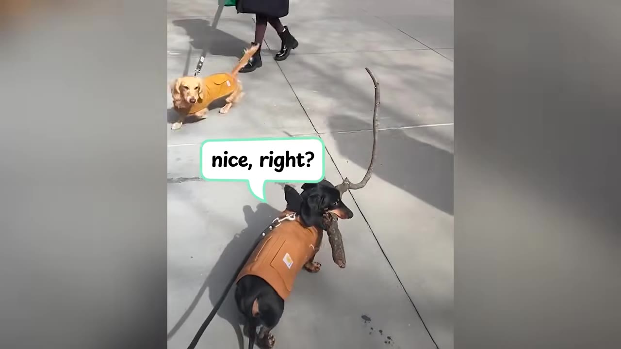 A black dachshund wearing a brown coat carries a large stick in its mouth on a sidewalk, while another dachshund in a matching coat looks on.