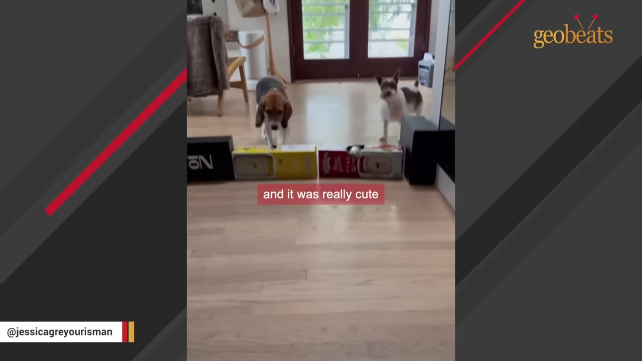 A beagle and a small brown and white dog stand behind a row of boxes on a wooden floor indoors.