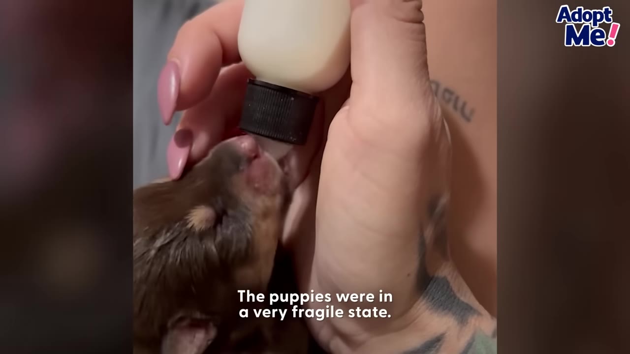 A close-up of a tiny, newborn brown puppy being bottle-fed by a person with pink fingernails.