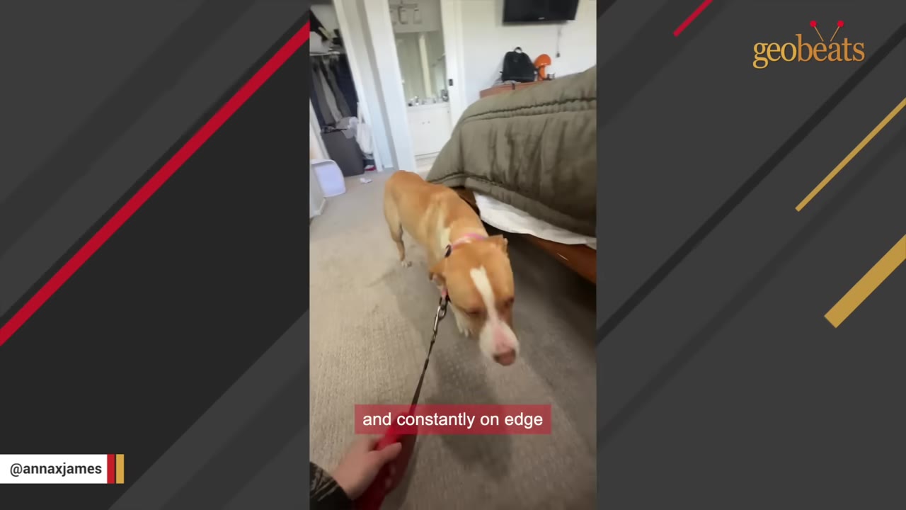 A tan and white dog on a leash stands cautiously in a bedroom next to a bed, looking down with a skittish expression.