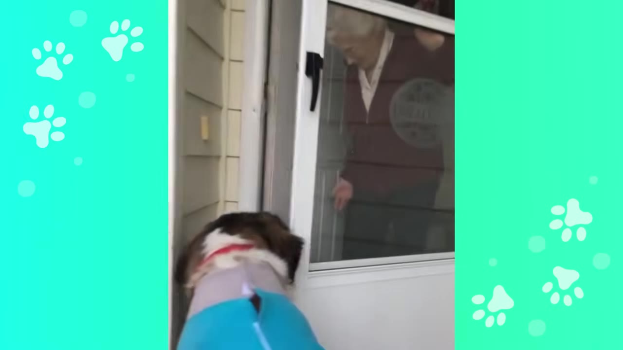 A large brown and white dog wearing a bright blue outfit stands at a glass door looking in at an elderly woman.