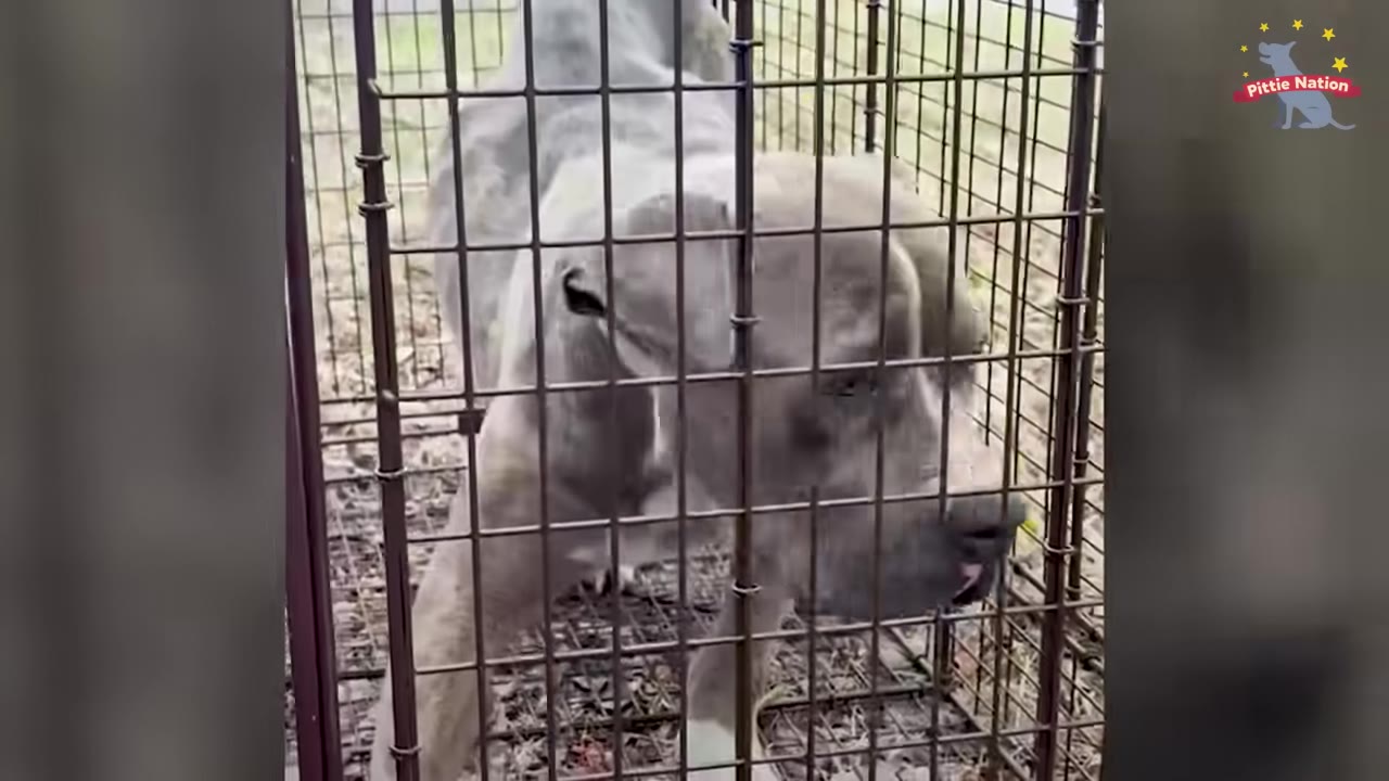 A close-up shot of a grey pit bull standing inside a wire cage trap, looking submissive and listening.