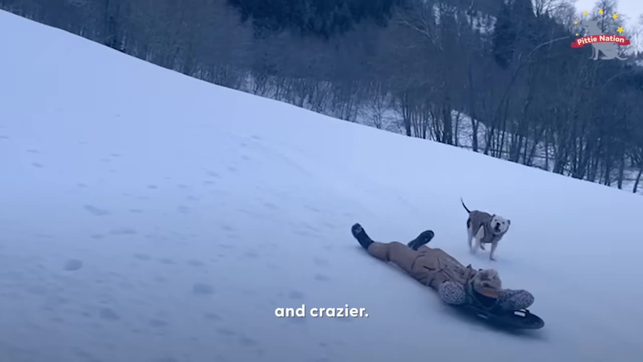 A person sledding down a snowy hill on a sled while a dog in a coat runs alongside them.