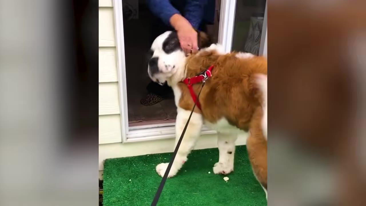 A large Saint Bernard dog wearing a red harness stands at a doorway, leaning in happily as a person's hand gently pets its head.