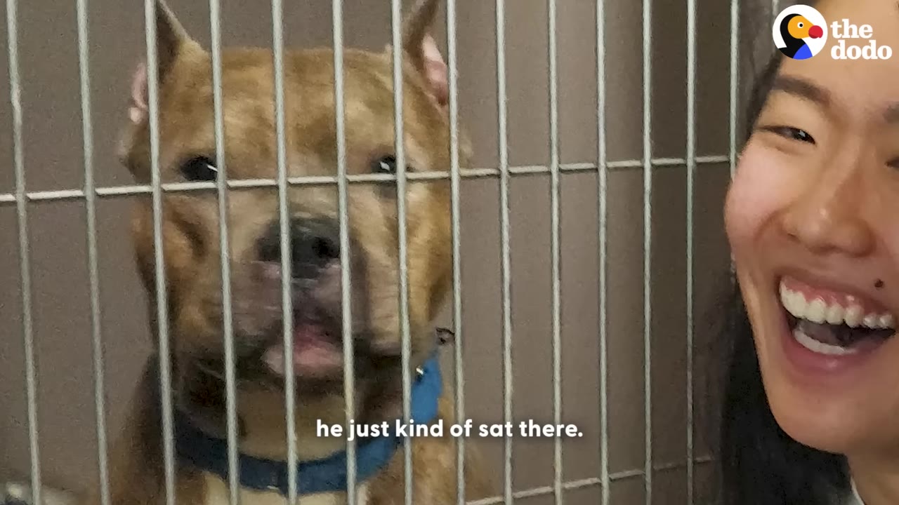 A brown pit bull-type dog with cropped ears sits calmly behind the metal bars of a shelter kennel, while a smiling woman looks on from the side.