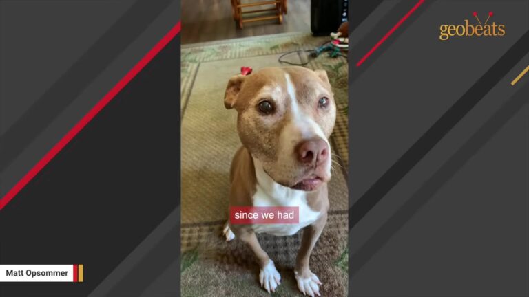 Michigan Dog Entered A Shelter At Seven Months Old And Was Still Waiting Nearly Nine Years Later