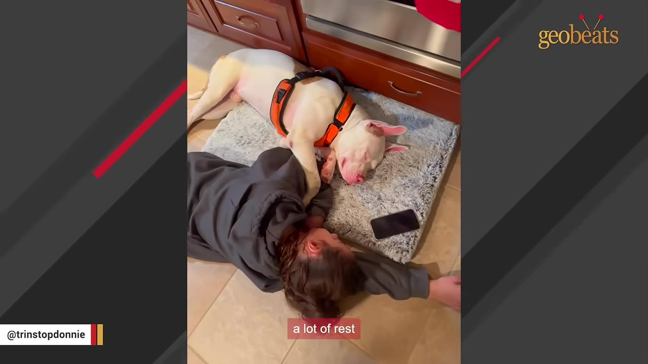 A white dog wearing an orange harness sleeps on a grey pet bed on the floor next to a person lying down in a dark hoodie.