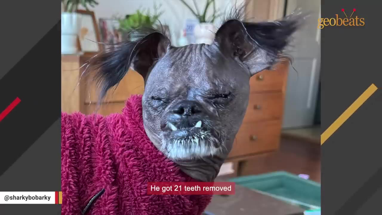 A close-up of a small, hairless dog wearing a red sweater, with a caption stating he got 21 teeth removed.