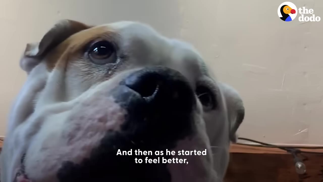 A close-up shot of a white and brown dog looking up with dark eyes, with text on screen reading 'And then as he started to feel better,'.