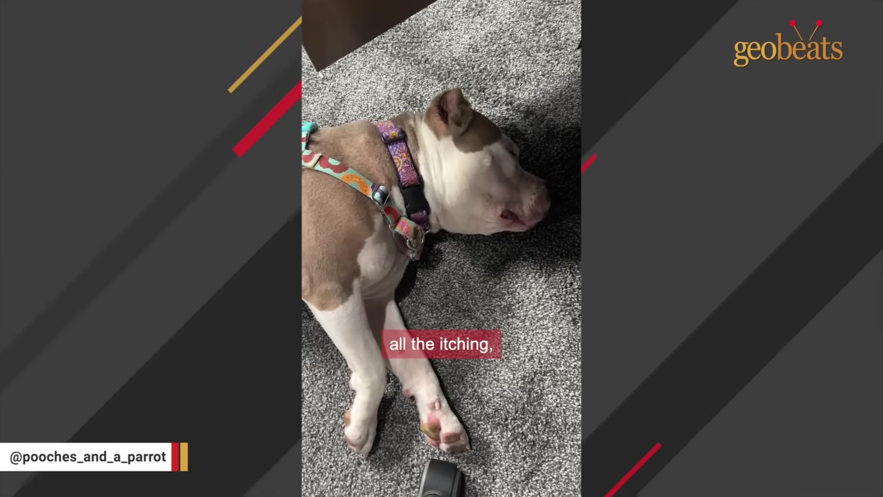 A brown and white dog wearing a colorful harness lies on a grey carpeted floor.