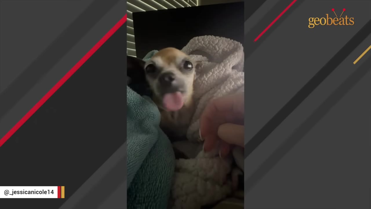 A close-up of a small tan Chihuahua wrapped in blankets, looking up with wide eyes and its tongue sticking out as a hand gently rests nearby.