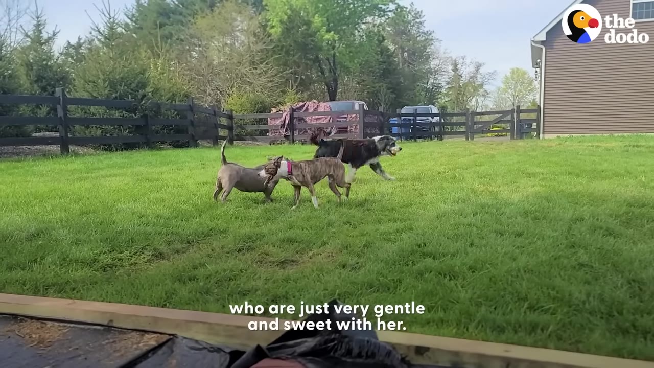 Three dogs running and playing together in a grassy backyard with a wooden fence in the background.