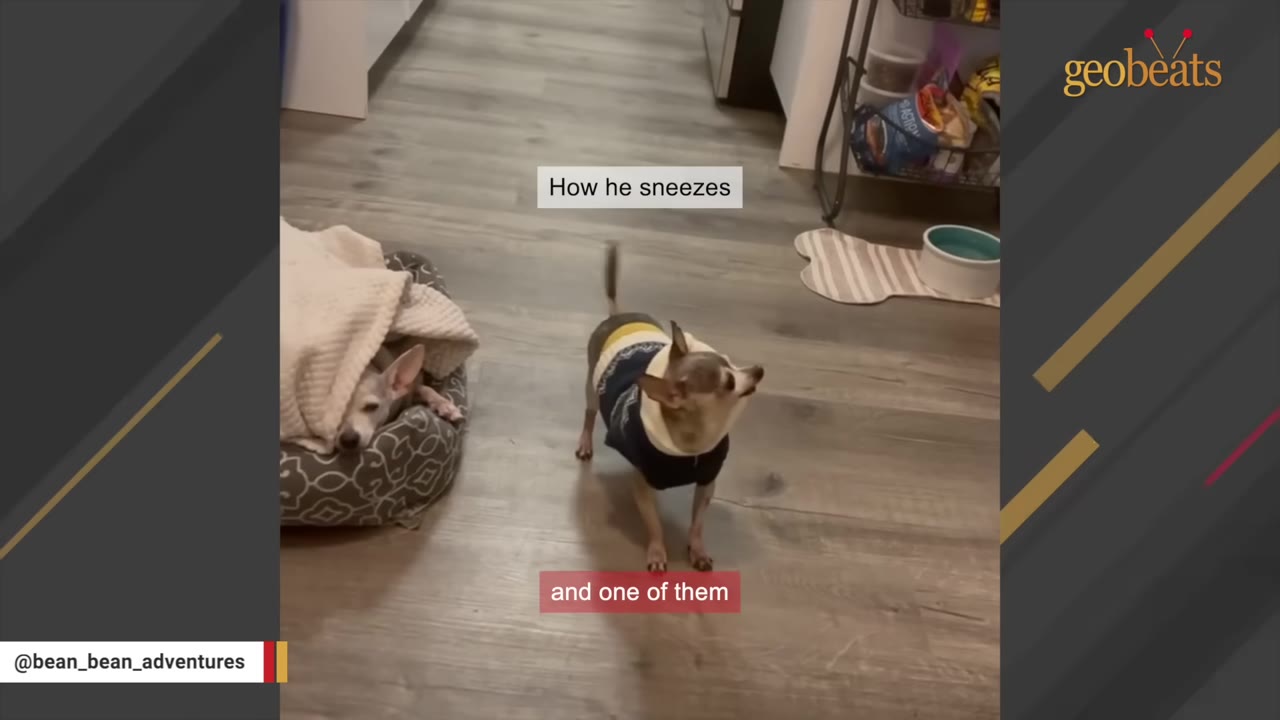 A small brown and white Chihuahua wearing a blue and yellow sweater stands on a wooden floor next to another dog resting in a pet bed.