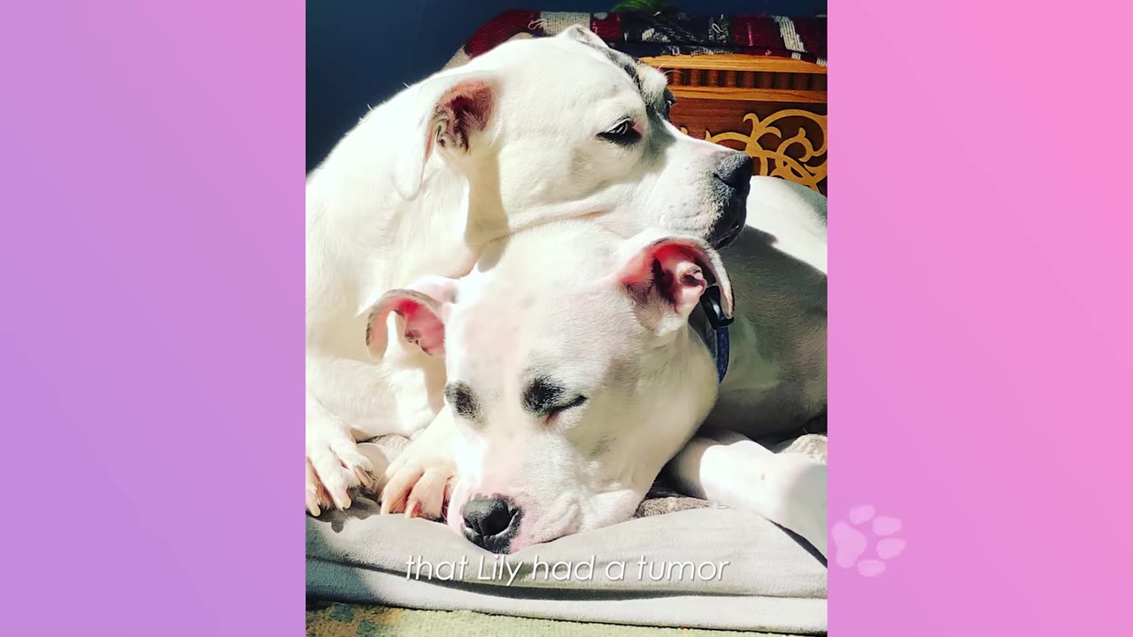 Two white dogs cuddle together on a bed in the sunlight, with text at the bottom reading 'that Lily had a tumor'.