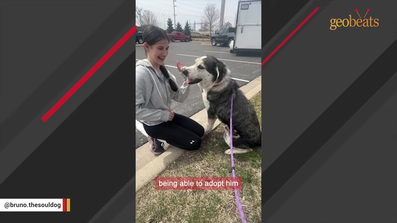 A young girl with a braid smiles while kneeling on a curb next to a black and white dog on a purple leash.