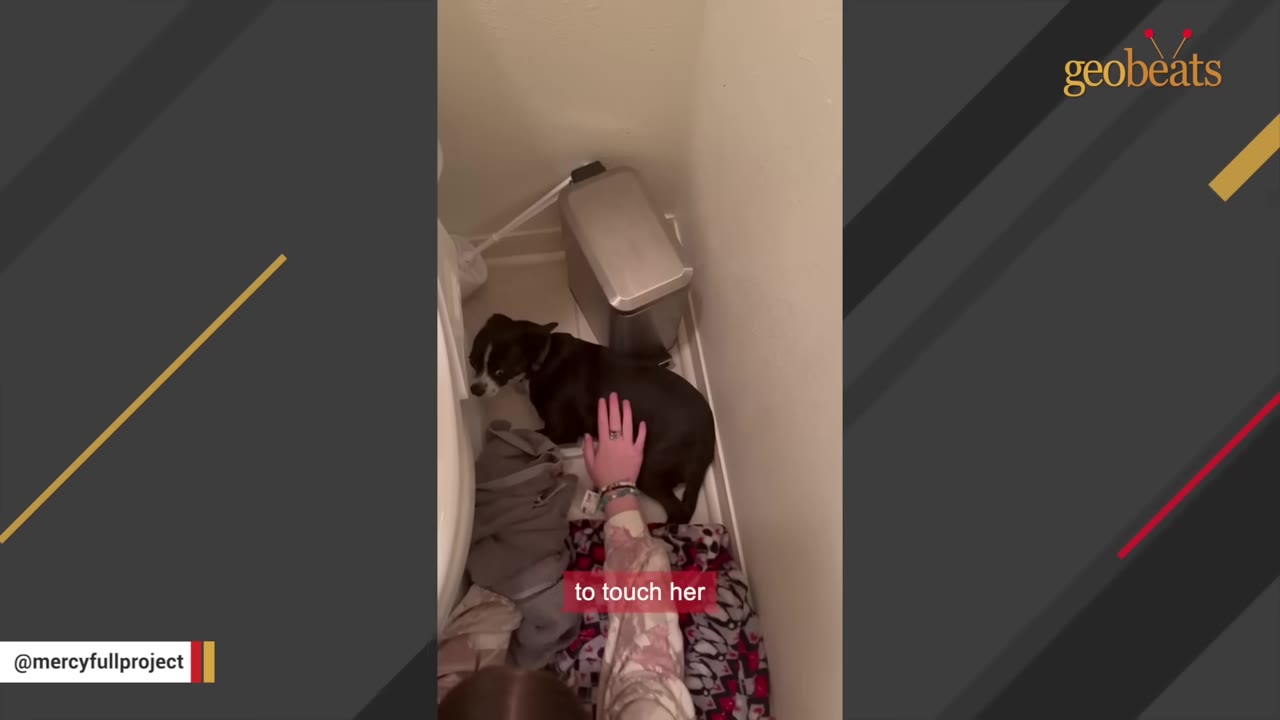 A small black and white dog cowering in the narrow space between a toilet and a metal trash can in a bathroom, as a person's hand reaches out to gently touch her back.