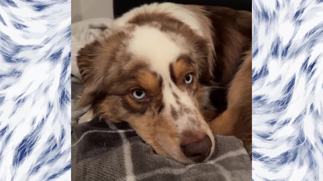 A close-up of an Australian Shepherd with blue eyes resting its head on a grey patterned blanket, looking tired.