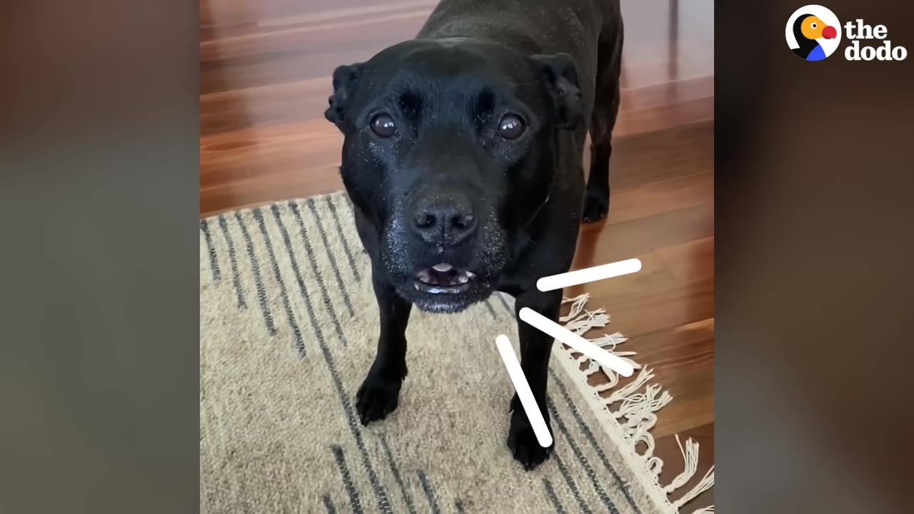 A black dog stands on a striped rug, looking up with an excited expression as if barking, with white graphic lines indicating sound.
