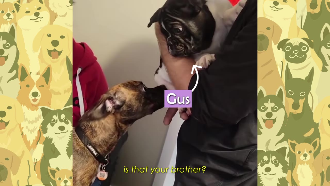 A brindle dog sniffs a small black and white puppy named Gus, who is being held in someone's arms.