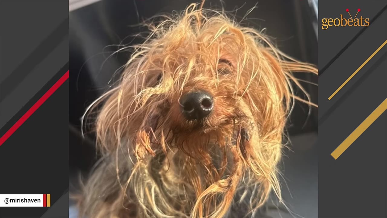 A close-up shot of a small, senior dog with extremely matted, tangled, and dirty light brown fur covering its face.