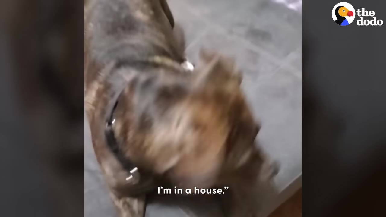 A brindle dog stands inside on a tiled floor, looking around warily.