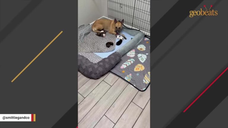 Eleven Puppies Find Their Way To Oregon While Their Feral Mama Faces A Much Harder Journey