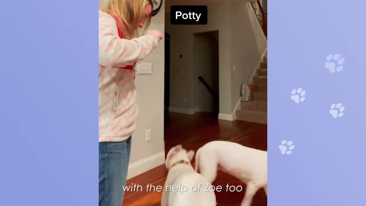 A woman stands indoors training two white dogs, with text on screen reading 'Potty' and 'with the help of Zoe too'.