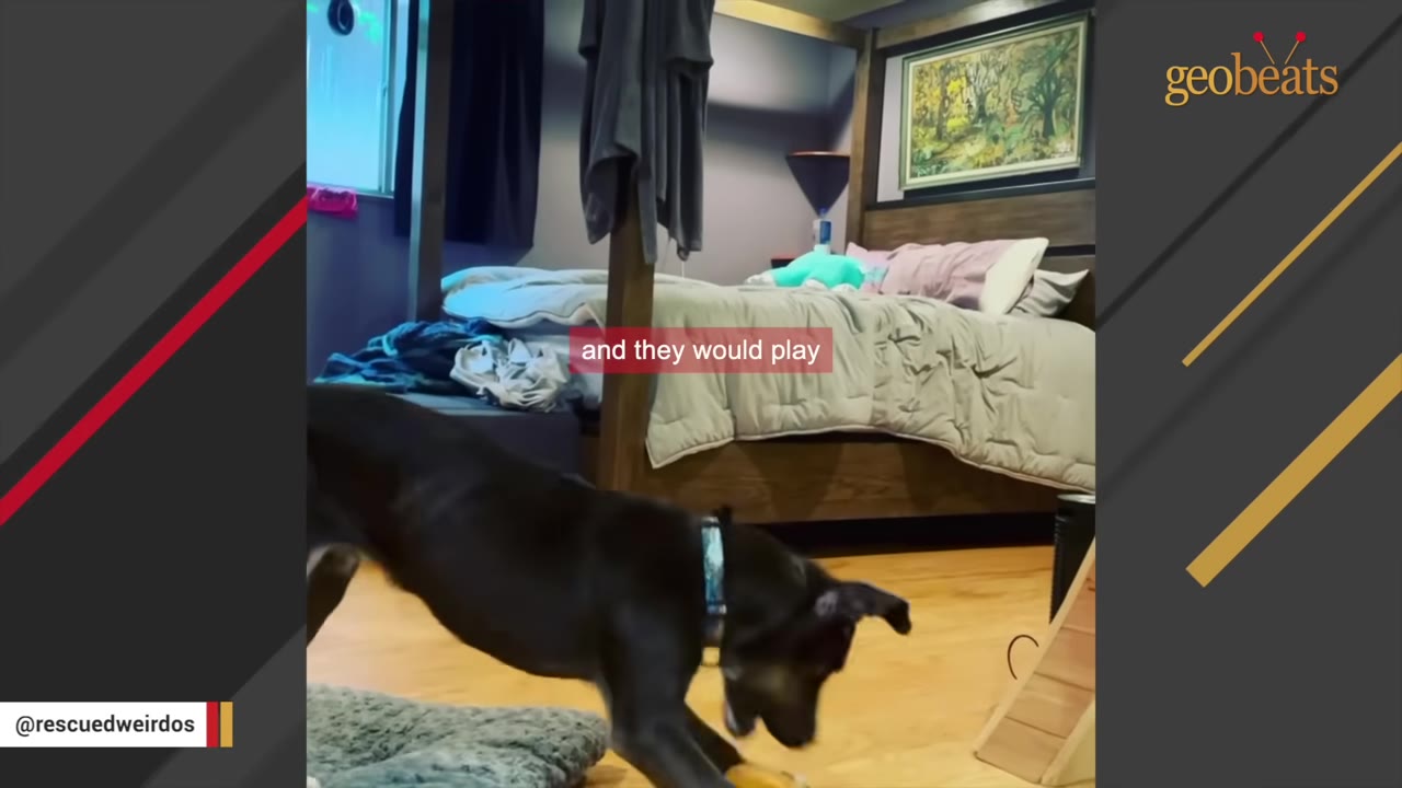 A black dog with a blue collar playing with a toy on the wooden floor of a bedroom.