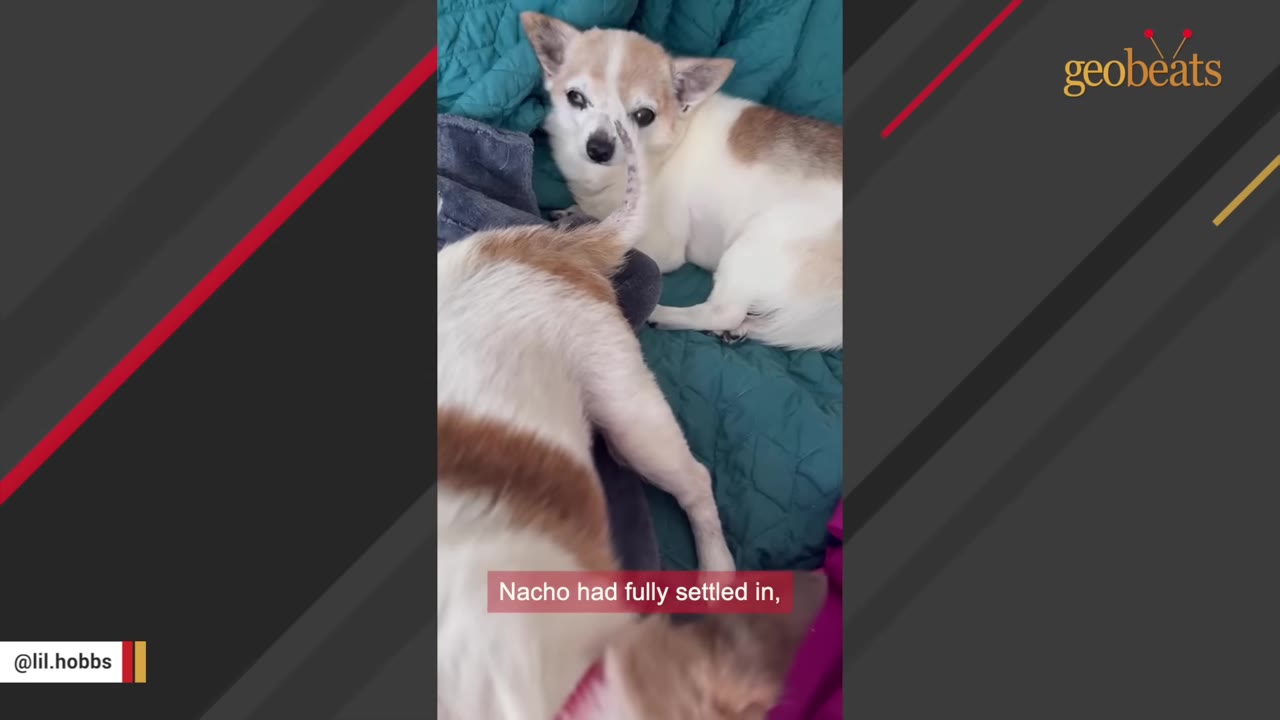 A small white and tan Chihuahua lies on a teal blanket, looking towards another small dog in the foreground.