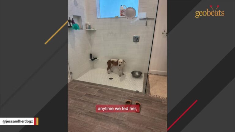 Georgia Dog Who Spent 30 Days Silent In A Kennel Faces A House Full Of Things She’s Never Known