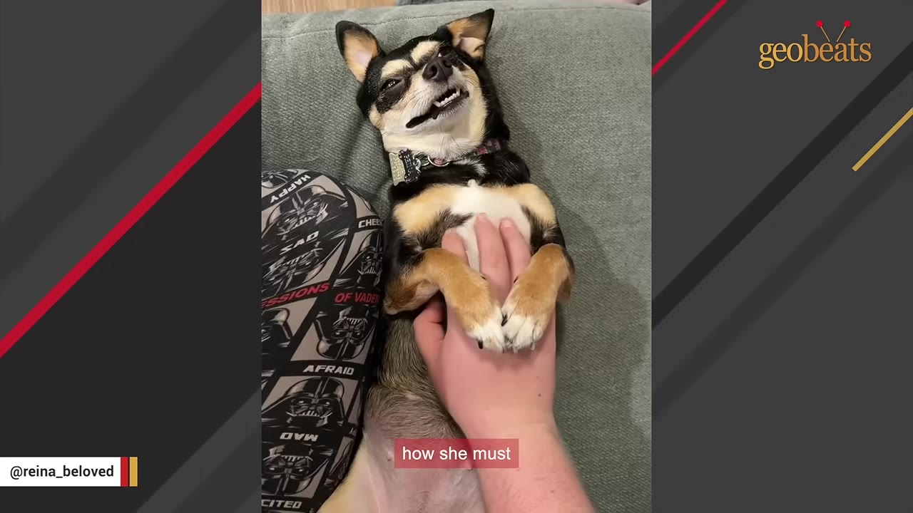 A small black and tan dog lies on its back on a couch, looking relaxed and content with its eyes half-closed and mouth slightly open, while a person gently rests a hand on its chest.
