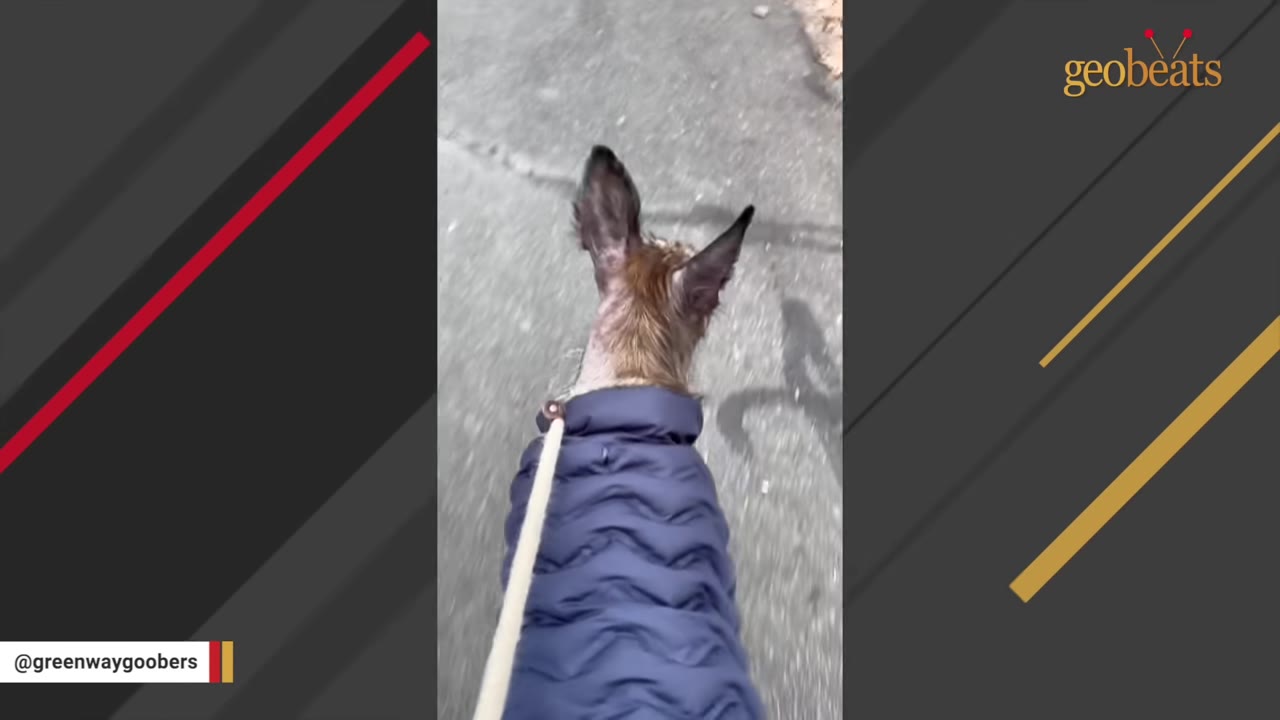 A view from behind of a dog with large, bat-like ears wearing a blue puffer jacket and walking on a leash down a paved street.