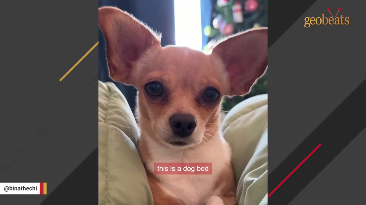 A small tan and white Chihuahua with large ears sits inside a soft green dog bed, looking directly at the camera.