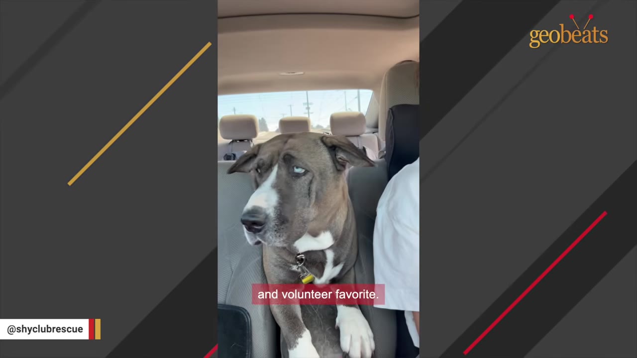A gray and white dog with striking blue eyes sitting in the back seat of a car during a ride.