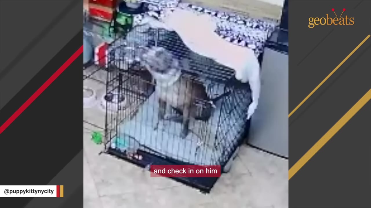 A brindle dog wearing a cone collar sits inside a wire crate, viewed from a high angle security camera perspective.