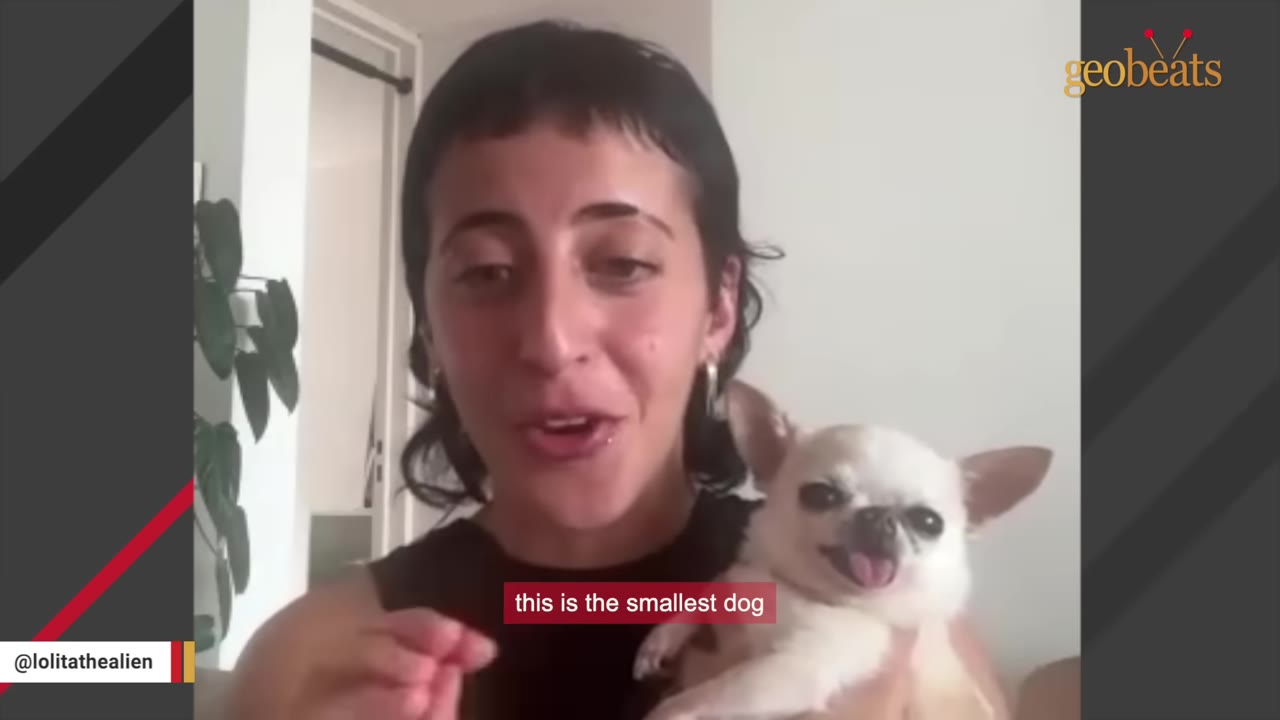 A smiling woman with short dark hair holds a tiny white chihuahua with its tongue sticking out.