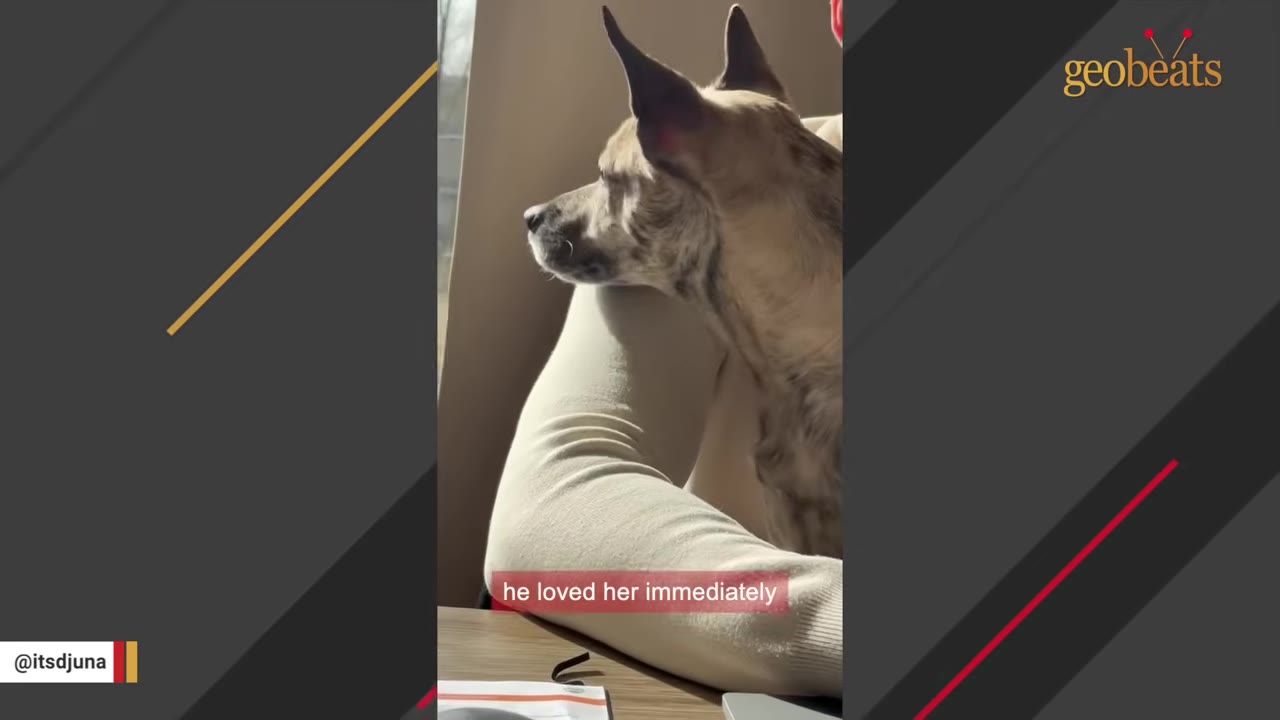A brindle dog with pointed ears rests its chin on a person's arm while looking out a window.