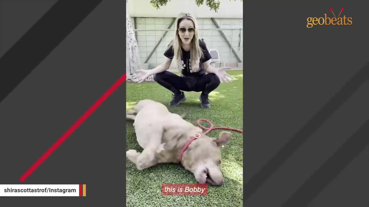 A woman in sunglasses squats on a grassy lawn as a light-colored dog rolls onto its back in front of her.